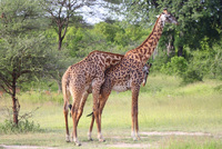 A relaxing safari experience in Tanzania