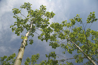 Talking trees at the National Forest Wood Fair