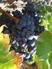 Syrah Ready For Harvest