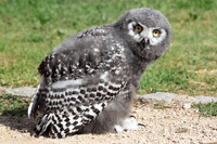 Baby snowy owl nests at Mary Arden’s Farm