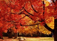 Autumn colour in West Virginia