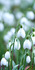 Delicate snowdrops at Hodsock Priory