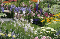 Celebrate late summer at RHS Garden Wisley