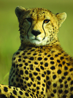 Visit Cheetah Kingdom at Okonjima, Namibia