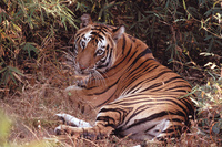 See tigers on a luxury walking safari in India