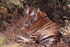 Tigers in India