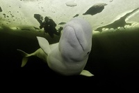 White Sea ice diving and belugas