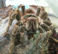 Become a jungle explorer at Stratford Butterfly Farm