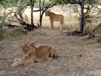 Safari in Tanzania