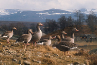 Take a gander at Scotland this autumn