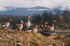 Geese in Scotland