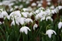 Snowdrops at Hodsock Priory