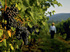 Waitrose says ‘zdravo’ to first Slovenian Wine