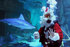 12 Days of Fish-mas at Sea Life Aquarium London
