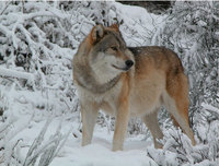 Winter in Lozere, France