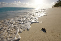 Turtles flock to nest on the Great Barrier Reef