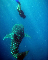 Diving in the Maldives