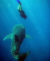 A new kind of Maldives holiday