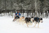 Cariboo Challenge Sled Dog Races