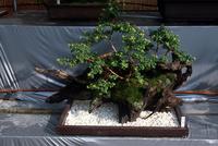 Unique tour of Japan for Bonsai enthusiasts 