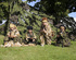 Army Commando