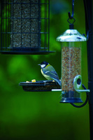 Nature's Feast call upon all bird lovers this Nest Box Week