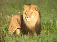 Wildlife holiday offers for tantalising Tanzania