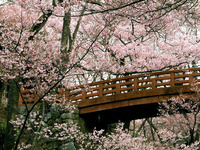 Cherry blossom trees in Japan