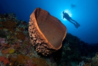 A huge barrel sponge