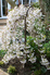 Iford Cherry Tree