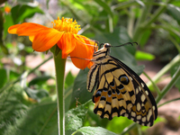 Fall in love with nature at the Stratford Butterfly Farm
