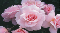 Focus DIY introduces blooming lovely royal wedding memento