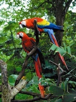 Bach in the Amazon - Taking classical music to the rainforest 