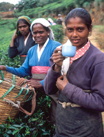 Sri Lankan tea pickers 