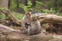 Make mum’s day at Trentham