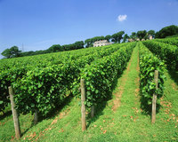 West Country Wine Trails 