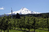 Oregon's fine wines