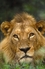 African Lion