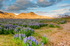 Carpet of Lupins, Bakkagerdi