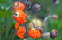 Icelandic Poppies, Seydisfjordur