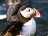 Puffin, Borgarfjordur