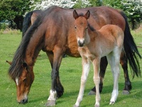 Life's simple pleasures - New Forest living