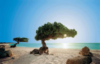 Aruba's beaches amongst best in the world