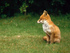 Fox cubs