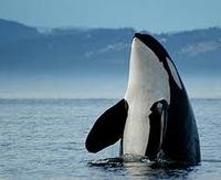 The magnificent Orca whale 
