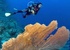 Dive with a buddy in Sharm and save