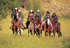 Horses in Colorado