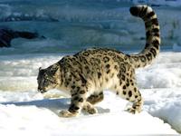 Snow leopard - copyright of Biosphere Expeditions Snow leopard - copyright of Biosphere Expeditions