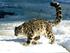 Snow leopard - copyright of Biosphere Expeditions