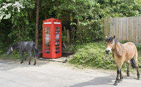 Red telephone boxes, maps, ponies and more